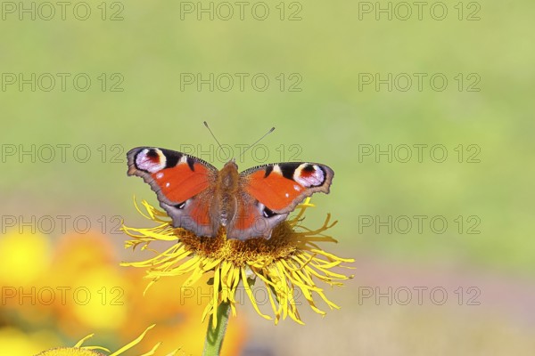 Peacock butterfly (Aglais io), on a yellow flower of a Great Telekie (Telekia speciosa), Wilnsdorf, North Rhine-Westphalia, Germany