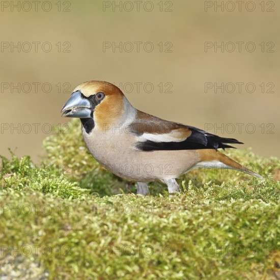 Hawfinch (Coccothraustes coccothraustes), male, sitting on a moss-covered tree stump, Wilnsdorf, North Rhine-Westphalia, Germany