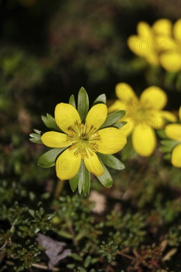 Winter aconites (Eranthis hyemalis), open flower, Wilnsdorf, North Rhine-Westphalia, Germany