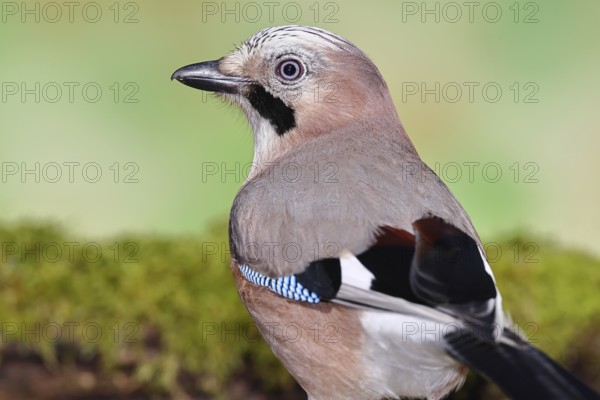 Eurasian Jay (Garrulus glandarius), sitting on mossy forest floor, animal portrait, Wilnsdorf, North Rhine-Westphalia, Germany