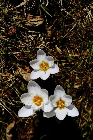White crocuses (Crocus sp.) on a lawn in the garden, Wilnsdorf, North Rhine-Westphalia, Germany