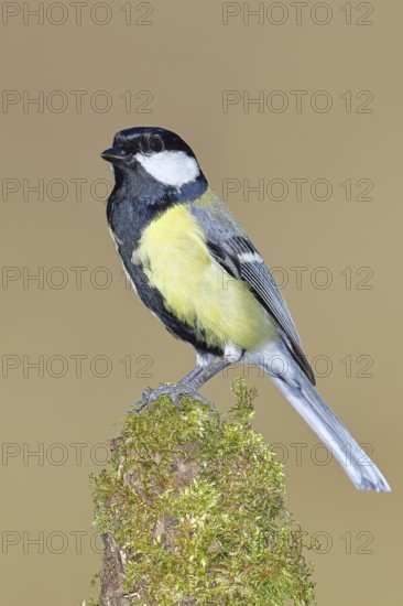 Great tit (Parus major), sitting on a moss-covered tree root, Wilnsdorf, North Rhine-Westphalia, Germany
