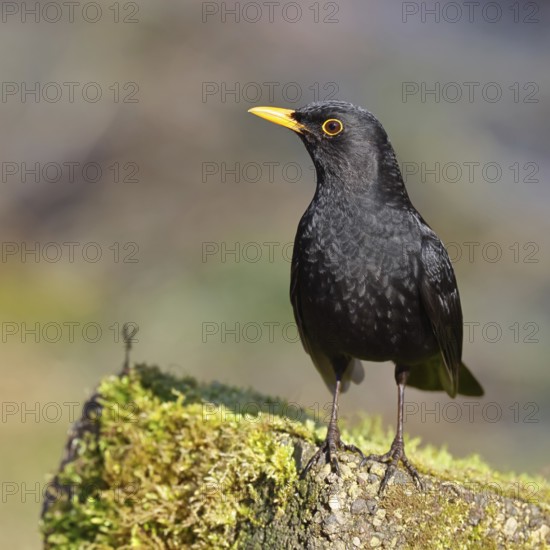 Blackbird (Turdus merula) male, on a moss-covered tree root, Wilnsdorf, North Rhine-Westphalia, Germany