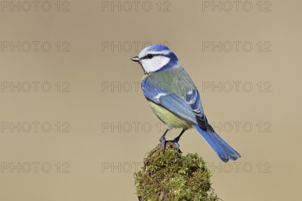 Blue tit (Parus caeruleus), sitting on moss-covered dead wood, Wilnsdorf, North Rhine-Westphalia, Germany