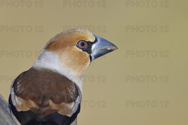 Hawfinch (Coccothraustes coccothraustes), male, animal portrait, Wilnsdorf, North Rhine-Westphalia, Germany