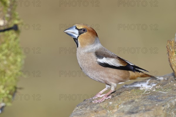 Hawfinch (Coccothraustes coccothraustes), male, sitting on a stone, Wilnsdorf, North Rhine-Westphalia, Germany