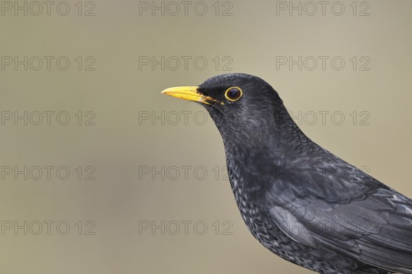 Blackbird (Turdus merula) male, animal portrait, Wilnsdorf, North Rhine-Westphalia, Germany