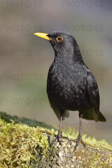 Blackbird (Turdus merula) male, on a moss-covered tree root, Wilnsdorf, North Rhine-Westphalia, Germany