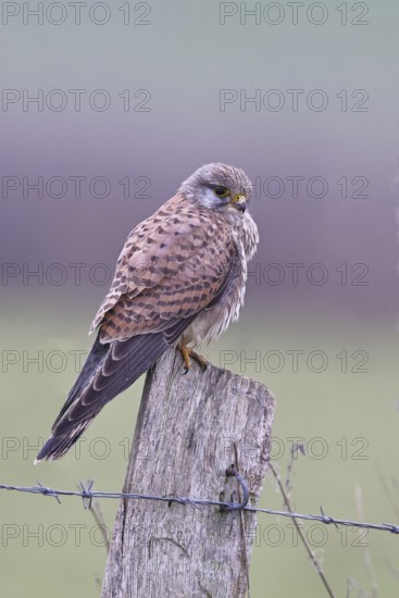 Kestrel (Falco tinnunculus), on a pasture fence post, Bieslicher Insel, Lower Rhine, North Rhine-Westphalia, Germany