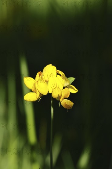 Bird's-foot Trefoil, Bird's-foot Trefoil (Lotus corniculatus), yellow flower in a meadow, Wilnsdorf, North Rhine-Westphalia, Germany