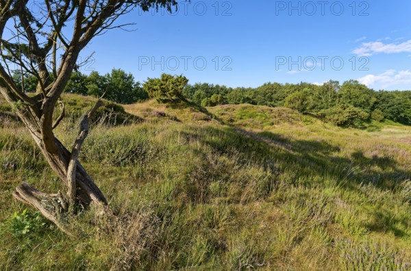 Ripple-crowned dune area in the Schleswig-Holstein municipality of Jörl. The nature reserve Düne am Rimmelsberg is an FFH area, overgrown with heather and juniper. Rimmelsberg, Jörl, Schleswig-Holstein, Germany