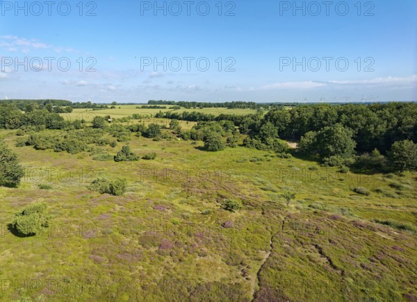 The dune on the Rimmelsberg, a nature reserve and FFH area, is overgrown with juniper and heather. Aerial view. Rimmelsberg, Jörl, Schleswig-Holstein, Germany