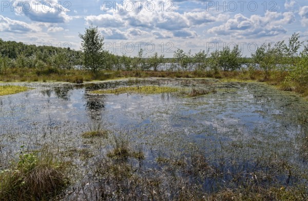Water surface and marsh plants in Himmelmoor. Himmelmoor, the largest raised bog in Schleswig-Holstein, has been largely renaturalised and rewetted and is part of the European Natura 2000 protected area. Quickborn, Pinneberg district, Schleswig-Holstein, Germany