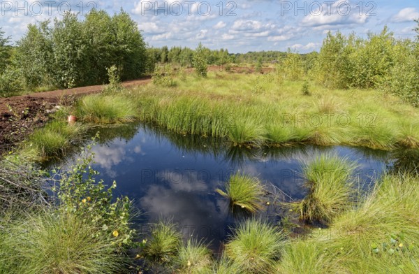 Water surface and marsh grass in Himmelmoor, with a peat path in the background. Himmelmoor, the largest raised bog in Schleswig-Holstein, has been largely renaturalised and rewetted and is part of the European Natura 2000 protected area. Quickborn, Pinneberg district, Schleswig-Holstein, Germany