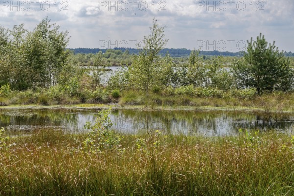 Water areas and marsh plants in the Himmelmoor. Himmelmoor, the largest raised bog in Schleswig-Holstein, has been largely renaturalised and rewetted and is part of the European Natura 2000 protected area. Quickborn, Pinneberg district, Schleswig-Holstein, Germany