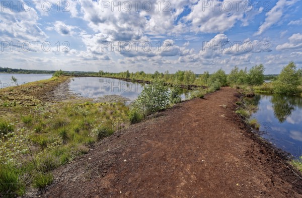 A drained peat path leads through the water areas in the Himmelmoor. Himmelmoor, the largest raised bog in Schleswig-Holstein, has been largely renaturalised and rewetted and is part of the European Natura 2000 protected area. Quickborn, Pinneberg district, Schleswig-Holstein, Germany