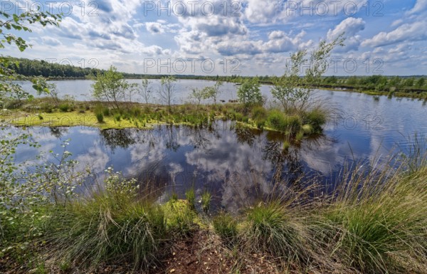 Water surface and marsh grass in Himmelmoor. Himmelmoor, the largest raised bog in Schleswig-Holstein, has been largely renaturalised and rewetted and is part of the European Natura 2000 protected area. Quickborn, Pinneberg district, Schleswig-Holstein, Germany