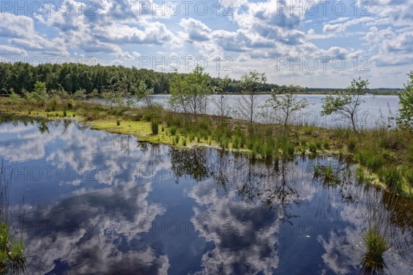 Water surface and marsh plants in the Himmelmoor, clouds are reflected in the water. Himmelmoor, the largest raised bog in Schleswig-Holstein, has been largely renaturalised and rewetted and is part of the European Natura 2000 protected area. Quickborn, Pinneberg district, Schleswig-Holstein, Germany