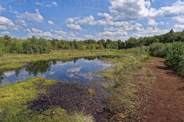 Water surface and a drained peat path in the Himmelmoor. Himmelmoor, the largest raised bog in Schleswig-Holstein, has been largely renaturalised and rewetted and is part of the European Natura 2000 protected area. Quickborn, Pinneberg district, Schleswig-Holstein, Germany