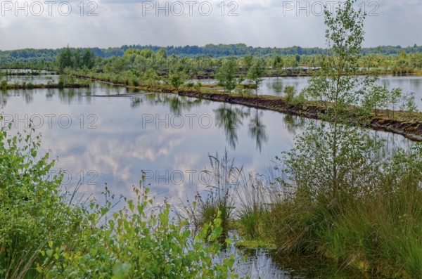 Dry peat paths separate the water areas in the Himmelmoor. Himmelmoor, the largest raised bog in Schleswig-Holstein, has been largely renaturalised and rewetted and is part of the European Natura 2000 protected area. Quickborn, Pinneberg district, Schleswig-Holstein, Germany