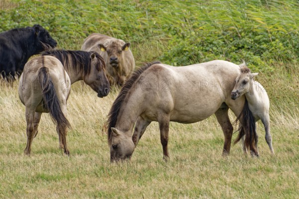Wild Konik horses with foals and Highland cattle, Galloway, on the pastures of the Geltinger Birk nature reserve. Gelting, Schleswig-Holstein, Germany