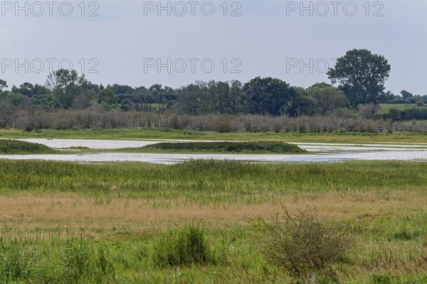Heath, water areas, marshes, forests, salt marshes and dunes characterise the landscape in the Geltinger Birk nature reserve. Gelting, Schleswig-Holstein, Germany