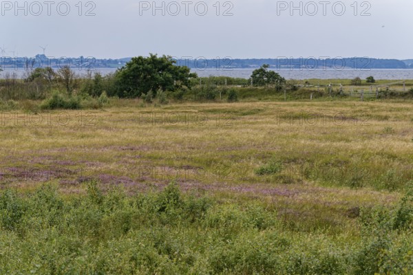 Heath, water areas, marshes, salt marshes and dunes characterise the landscape in the Geltinger Birk nature reserve. Gelting, Schleswig-Holstein, Germany