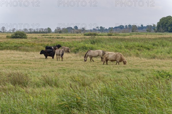 Wild horses of the Konik species and Highland cattle, Galloway, on the pastures of the Geltinger Birk nature reserve. Gelting, Schleswig-Holstein, Germany