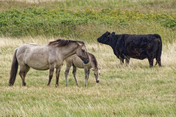 Wild horse of the Konik species with foal and Highland cattle, Galloway, on the pastures of the Geltinger Birk nature reserve. Gelting, Schleswig-Holstein, Germany