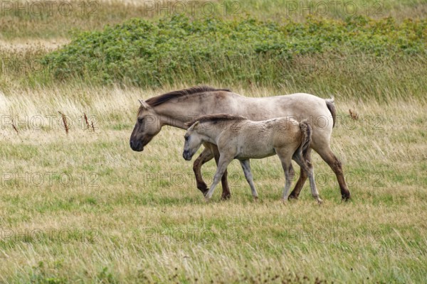 Wild horse of the Konik species with foal on the pastures of the Geltinger Birk nature reserve. Gelting, Schleswig-Holstein, Germany