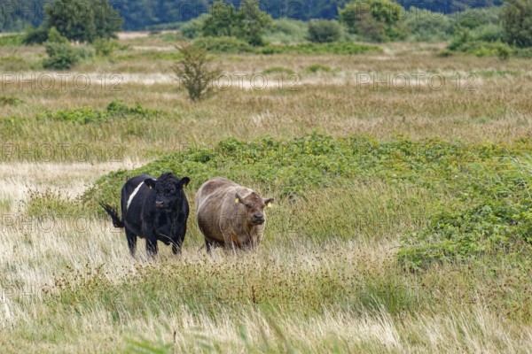Highland cattle, Galloway, on the pastures of the Geltinger Birk nature reserve. Gelting, Schleswig-Holstein, Germany