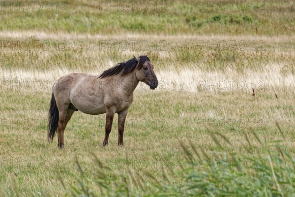 Wild horse of the Konik species on the pastures of the Geltinger Birk nature reserve. Gelting, Schleswig-Holstein, Germany
