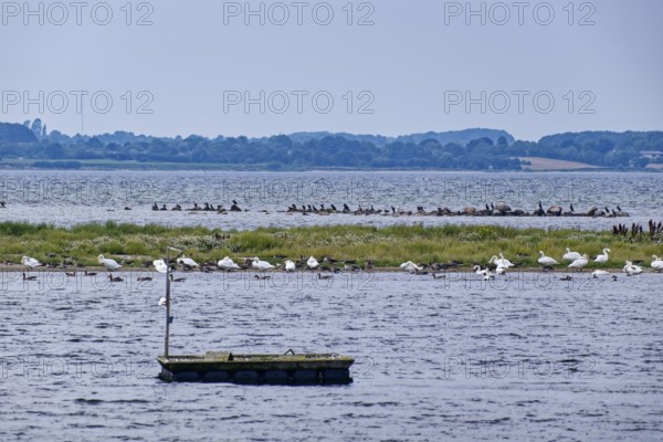 Waterfowl on the Geltinger Bucht in the Baltic Sea off the Geltinger Birk. Gelting, Schleswig-Holstein, Germany
