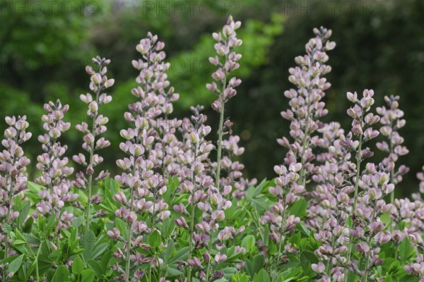 Baptisia Decadence Pink Truffles, North Rhine-Westphalia, Germany
