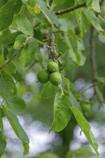 Real walnut, walnut tree (Juglans regia), with unripe fruit, North Rhine-Westphalia, Germany