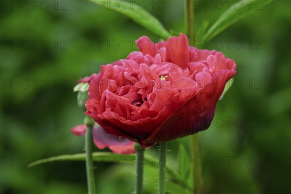 Double poppies (Papaver), North Rhine-Westphalia, Germany