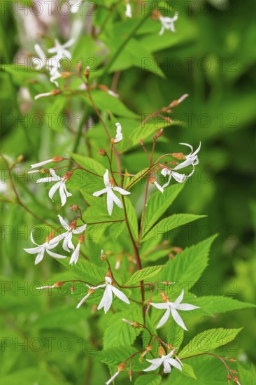 Gillenia trifoliata (Gillenia trifoliata), Netherlands