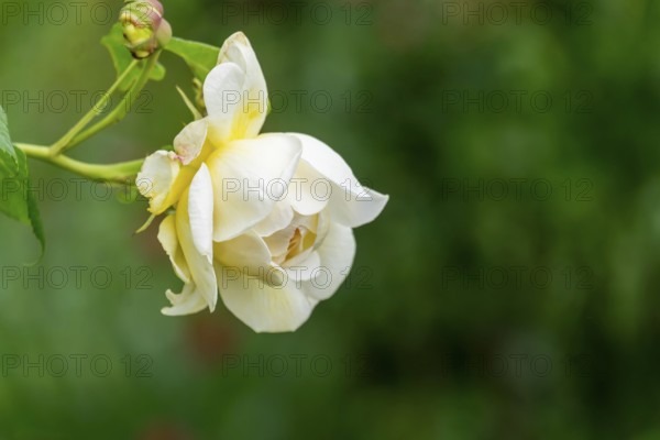 White-yellow rose blossom (Rosa sp.), North Rhine-Westphalia, Germany