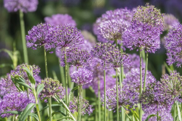 Allium blossom in the district educational garden, Burgsteinfurt, Münsterland, North Rhine-Westphalia, Germany