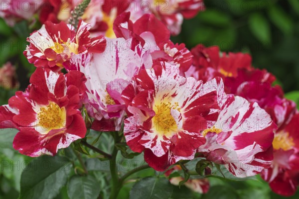 Shrub rose, rose variety Maurice Utrillo, Netherlands