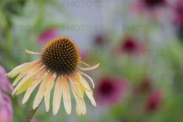 Coneflower (Echinacea), Netherlands