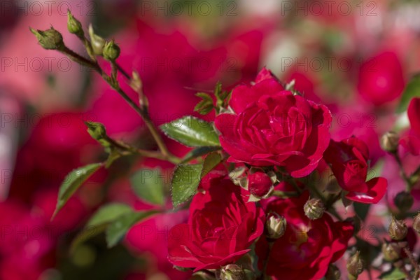Red Roses, North Rhine-Westphalia, Germany