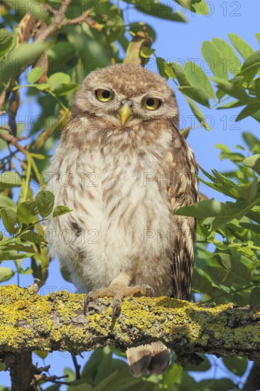Little owl (Athene noctua) young bird sitting hidden in a tree, endangered bird species in Central Europe, view into the camera, wildlife, owl, owlets, owlet, branchling, HANSAG, Lake Neusiedl, Burgenland, Austria, Eastern Europe