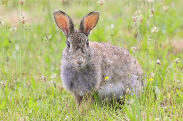 Wild rabbit (Oryctolagus cuniculus), sitting in a meadow, adult, alert, wildlife, animals, rodent, Podersdorf, Lake Neusiedl-Seewinkel National Park, Burgenland, Austria, Eastern Europe