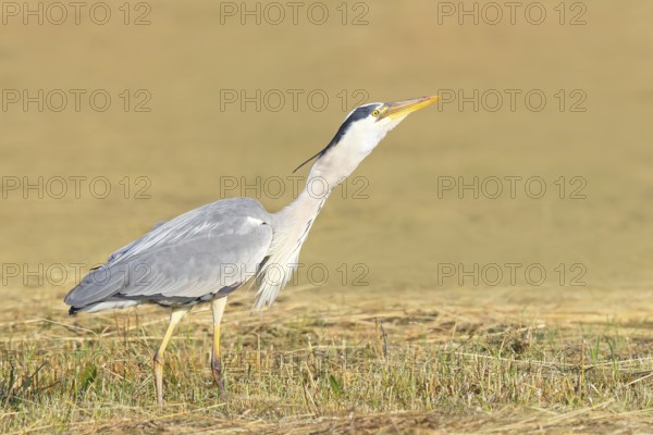 Grey heron (Ardea cinerea), devouring a field mouse (Microtus arvalis) caught in a mown meadow, spring, wildlife, nature photography, heron, Lake Neusiedl National Park, Seewinkel, Burgenland, Austria