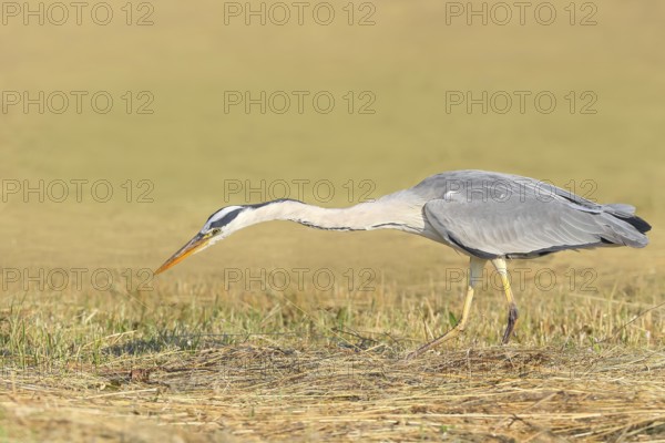 Grey heron (Ardea cinerea), looking for food in a mown meadow, hunting, spring, wildlife, nature photography, heron, Lake Neusiedl National Park, Seewinkel, Burgenland, Austria