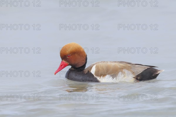 Red-crested pochard (Netta rufina), male, swimming in water, wildlife, animals, duck, Ziggsee, Lake Neusiedl National Park, Seewinkel, Burgenland, Austria