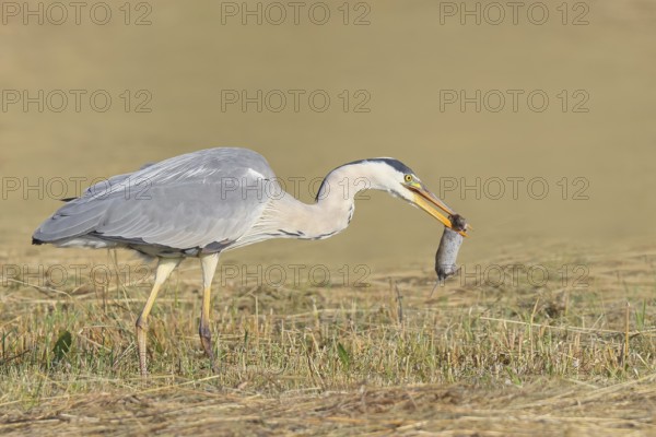 Grey heron (Ardea cinerea), standing with a captured field mouse (Microtus arvalis) in a mown meadow, spring, wildlife, nature photography, heron, Lake Neusiedl National Park, Seewinkel, Burgenland, Austria