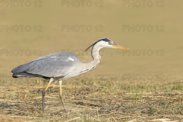 Grey heron (Ardea cinerea), looking for food in a mown meadow, spring, wildlife, nature photography, heron, Lake Neusiedl National Park, Seewinkel, Burgenland, Austria