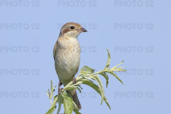 Red-backed shrike (Lanius collurio), female on perching branch, looking for prey, wildlife, migratory bird, animals, birds, Ziggsee, Lake Neusiedl-Seewinkel National Park, Burgenland, Austria